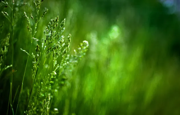 Greens, grass, macro