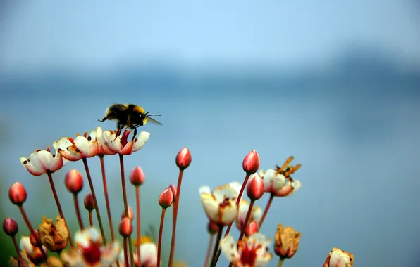 The sky, flowers, bee