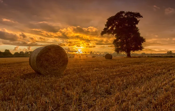 Picture field, sunset, hay