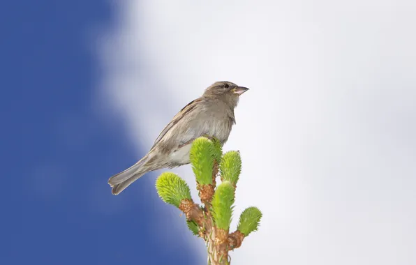 Picture animals, the sky, leaves, clouds, background, bird, Wallpaper, branch