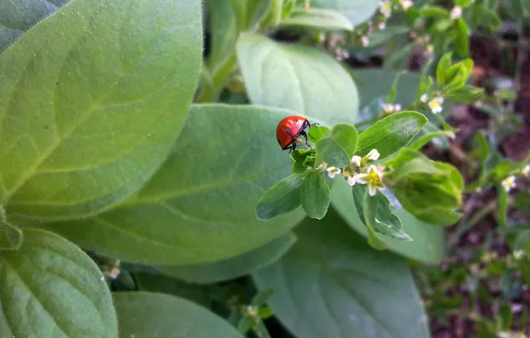 Greens, grass, flowers, ladybug