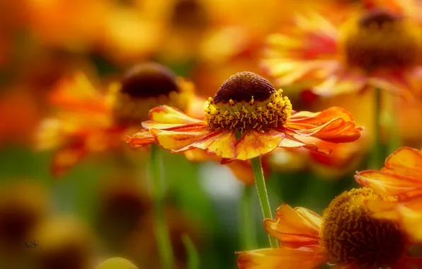 Macro, petals, bokeh, gelenium