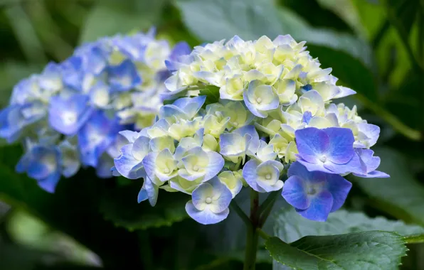 Summer, nature, Bush, flowering, Hydrangea
