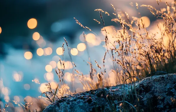 Grass, light, nature, dawn, shore, stone, morning, spikelets