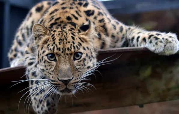 Picture look, leopard, close