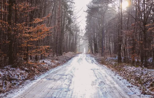 Picture winter, road, forest
