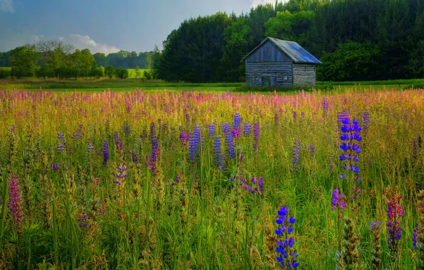 Greens, field, forest, summer, the sky, flowers, hut, meadow
