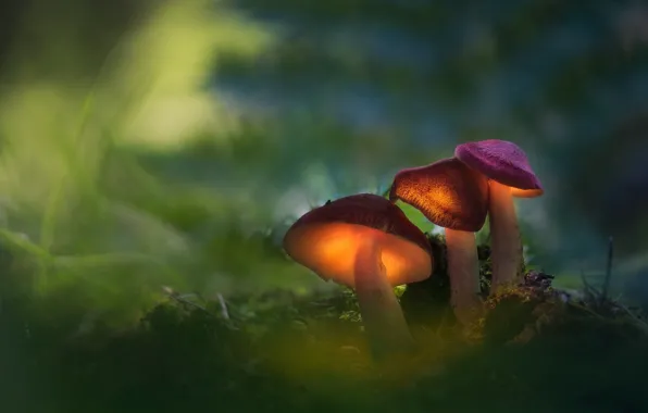 Forest, macro, light, mushrooms, family