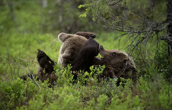 The game, bear, bears, bear, bears, face, a couple