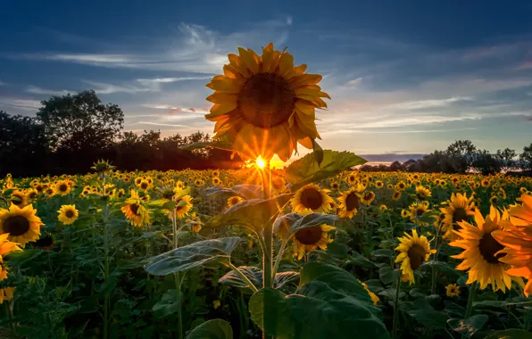 Summer, sunflowers, nature