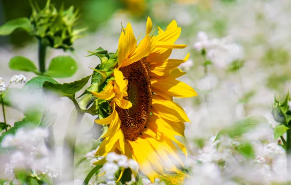 Flower, sunflower, sunflower