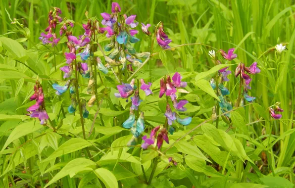 Picture grass, flowers, nature, widescreen, Wallpaper, wallpaper, widescreen, background