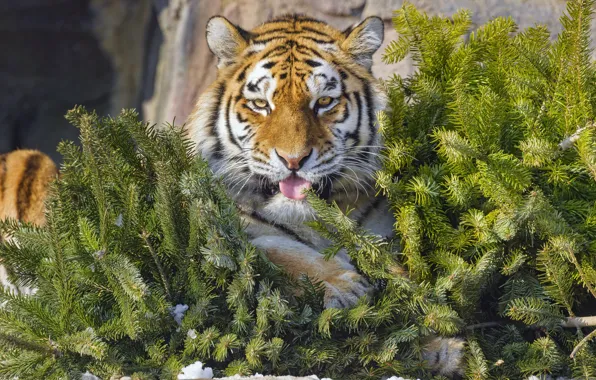 Picture language, tiger, needles
