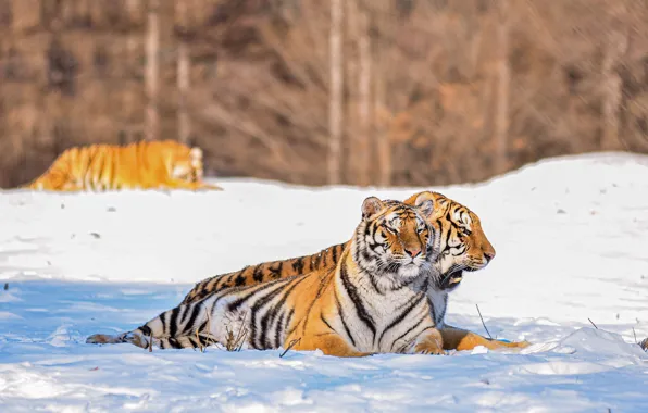 Winter, snow, tiger, tigers, two tigers