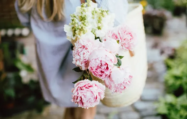 Picture flowers, pink, peonies
