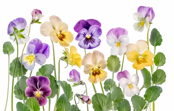 Picture leaves, nature, petals, stem, viola, fiolka tricolor, anytine eyes