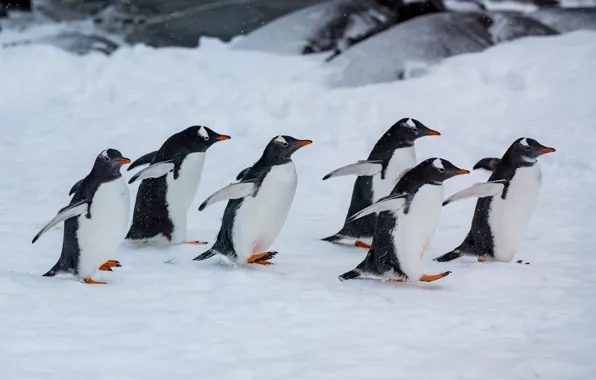 Winter, snow, birds, nature, pose, penguins, team, penguin