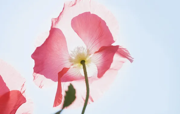 Picture flower, macro, light, Mac, petals, the air