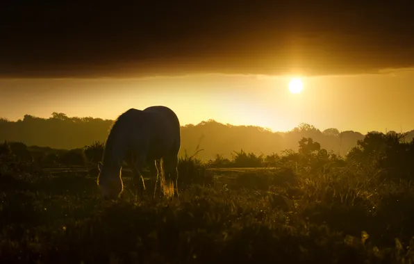Sunset, nature, horse