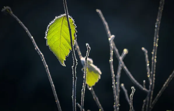 Leaves, macro, background