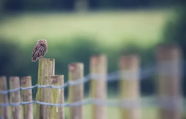 Picture nature, owl, bird, the fence