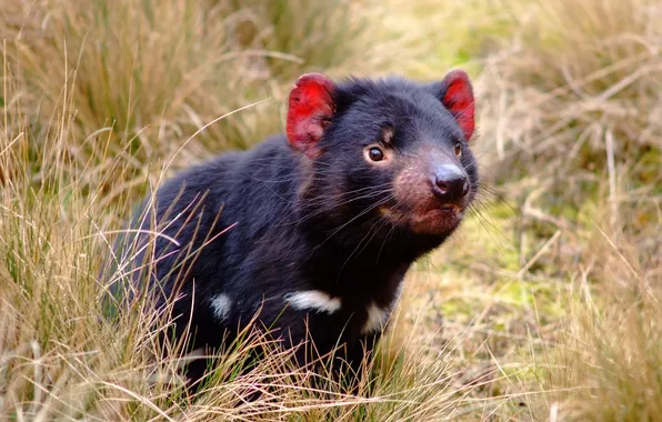 Picture marsupial traits, Tasmanian devil, marsupials