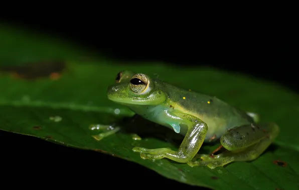 Look, macro, pose, leaf, frog, black background, sitting, green