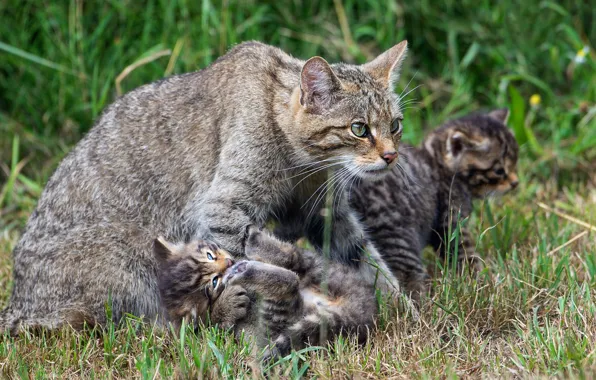 Cat, grass, kittens, kids, wild cats, mom, wild, wildcat