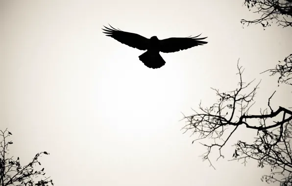 Picture BACKGROUND, WINGS, FLIGHT, BIRD, BRANCHES, STROKE, SILHOUETTE, CONTOUR