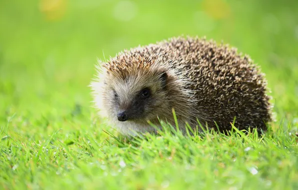 Greens, grass, look, nature, glade, hedgehog, face, hedgehog