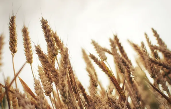 Wheat, macro, spikelets