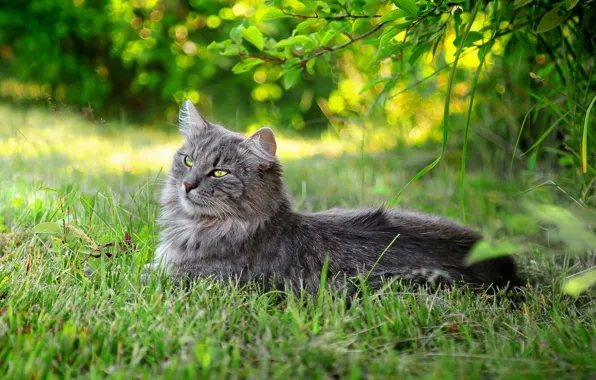 Picture cat, summer, grass