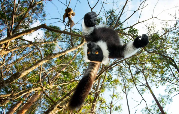 Forest, look, trees, pose, jump, lemur, face, view
