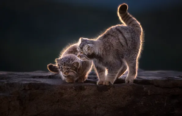 Nature, stone, kittens, a couple, cub, manul, poses, cubs