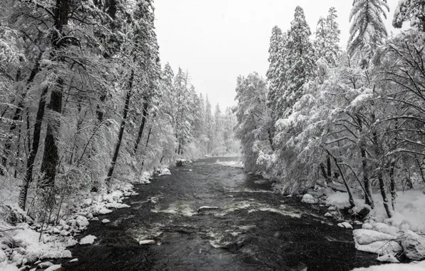 United States, California, Yosemite National Park, Merced River, Mariposa