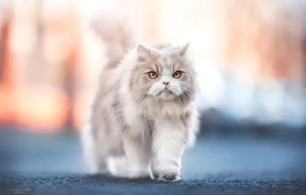 Picture cat, look, Natalie Gross