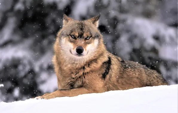 Picture nature, face, animal, wolf, wildlife, head, fur, mammal