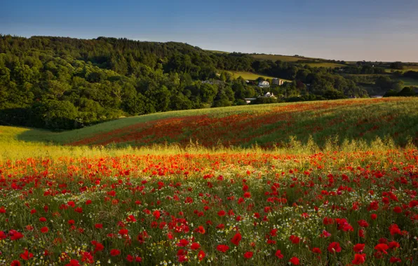 Field, forest, summer, the sky, grass, light, trees, flowers
