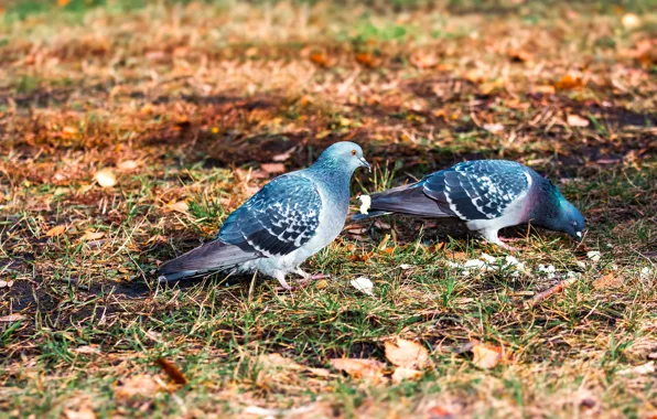 Dove, Autumn, Birds, The Living World