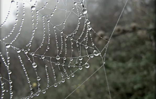 Picture Macro, Drops, Web