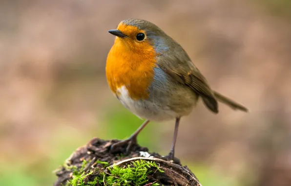 Picture bird, moss, stump