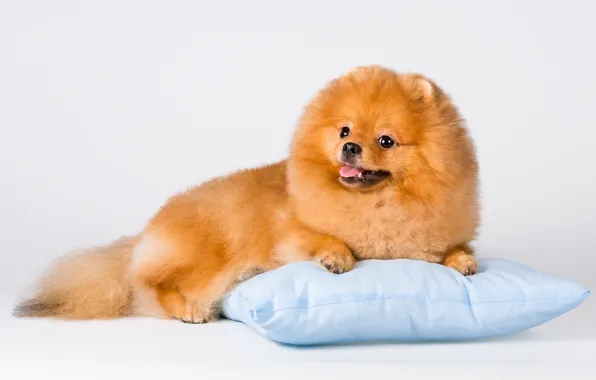 Picture pillow, fluffy, Spitz