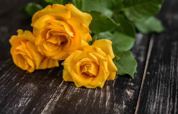 Flowers, bouquet, yellow roses