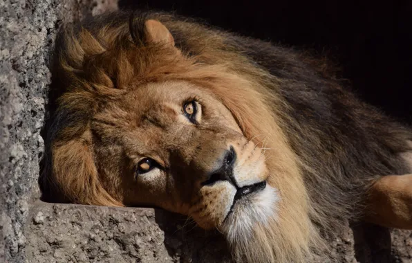 Look, Cat, Leo, Face, Stay, Animal