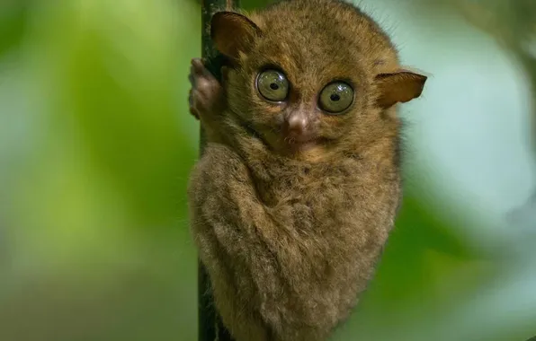 Picture forest, tree, animal, clinging, A Western tarsier