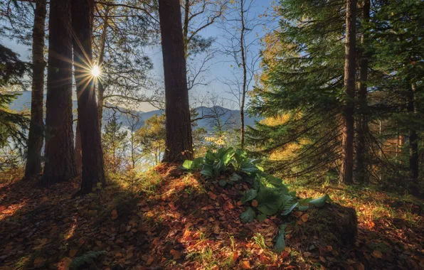 Autumn, forest, the sun, rays, landscape, mountains, nature, lake