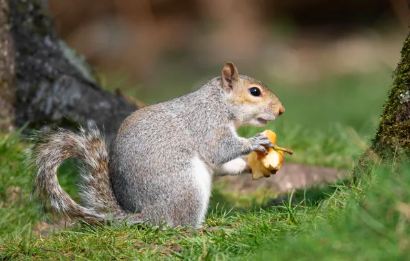Grey, background, apples, protein, meal