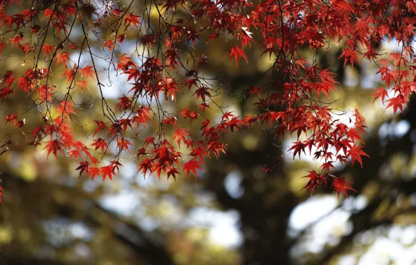 Autumn, leaves, tree, maple, the crimson
