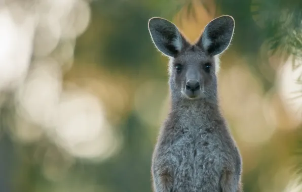 Look, portrait, kangaroo