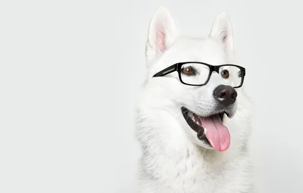 Picture dog, glasses, Laika
